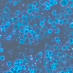 perovskite_1